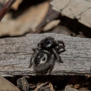 Salticidae sp. 'Golden palps' at Acton, ACT - 29 Sep 2020