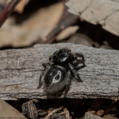 Salticidae sp. 'Golden palps' (Unidentified jumping spider) at Acton, ACT - 29 Sep 2020 by Roger