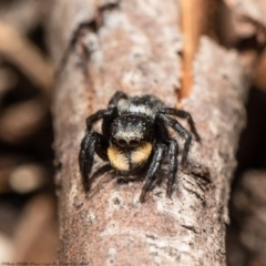 Salticidae sp. 'Golden palps' at Acton, ACT - 29 Sep 2020