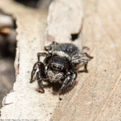 Salticidae sp. 'Golden palps' at Acton, ACT - 29 Sep 2020