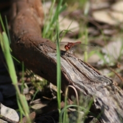 Diplacodes bipunctata (Wandering Percher) at Wodonga, VIC - 2 Oct 2020 by Kyliegw