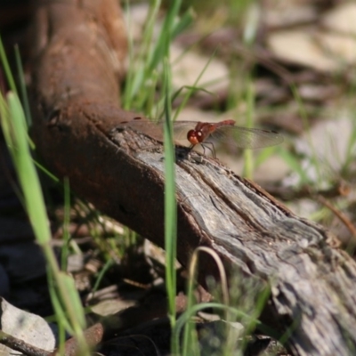 Diplacodes bipunctata (Wandering Percher) at WREN Reserves - 2 Oct 2020 by Kyliegw
