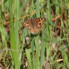 Junonia villida (Meadow Argus) at WREN Reserves - 3 Oct 2020 by Kyliegw