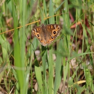 Junonia villida at WREN Reserves - 3 Oct 2020 01:10 AM