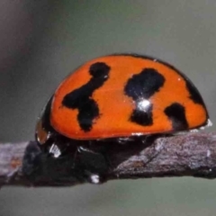 Coccinella transversalis (Transverse Ladybird) at Dryandra St Woodland - 2 Oct 2020 by ConBoekel