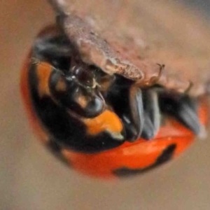 Coccinella transversalis at O'Connor, ACT - 2 Oct 2020