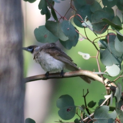 Philemon citreogularis (Little Friarbird) at Wodonga, VIC - 3 Oct 2020 by KylieWaldon