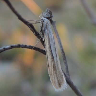 Philobota diaereta (A concealer moth) at Chisholm, ACT - 30 May 2020 by michaelb