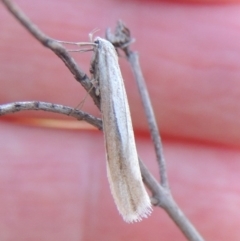 Philobota diaereta at Chisholm, ACT - 30 May 2020