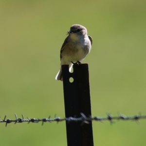 Microeca fascinans at Wodonga, VIC - 3 Oct 2020 09:40 AM