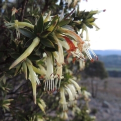 Styphelia triflora (Five-corners) at Chisholm, ACT - 30 May 2020 by MichaelBedingfield