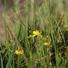 Hibbertia sp. (Guinea Flower) at Wodonga, VIC - 2 Oct 2020 by Kyliegw