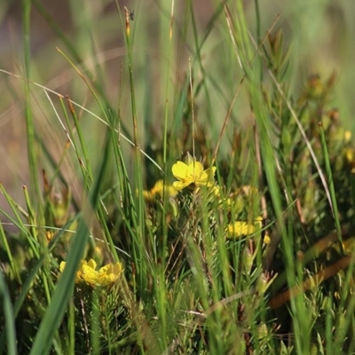 Hibbertia sp. (Guinea Flower) at WREN Reserves - 3 Oct 2020 by KylieWaldon