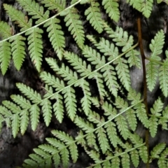 Hypolepis muelleri (Harsh Ground Fern, Swamp Bracken) at Fitzroy Falls - 2 Oct 2020 by plants