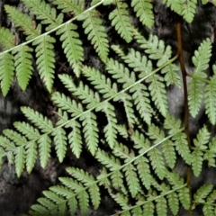 Hypolepis muelleri (Harsh Ground Fern, Swamp Bracken) at Wingecarribee Local Government Area - 2 Oct 2020 by plants