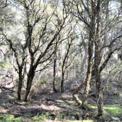 Melaleuca linariifolia (Flax-leaved Paperbark) at Meryla State Forest - 2 Oct 2020 by plants