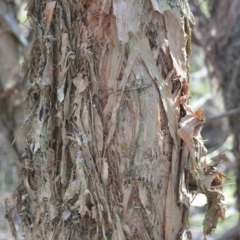 Melaleuca linariifolia at Fitzroy Falls - 2 Oct 2020