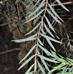 Melaleuca linariifolia at Fitzroy Falls - 2 Oct 2020