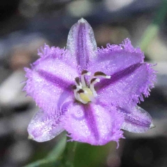 Thysanotus patersonii (Twining Fringe Lily) at Dryandra St Woodland - 2 Oct 2020 by ConBoekel