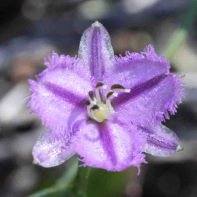 Thysanotus patersonii (Twining Fringe Lily) at Dryandra St Woodland - 2 Oct 2020 by ConBoekel