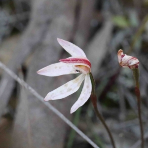 Caladenia fuscata at O'Connor, ACT - 2 Oct 2020