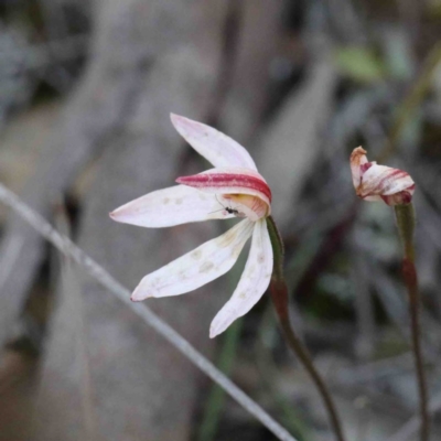 Caladenia fuscata (Dusky Fingers) at Dryandra St Woodland - 2 Oct 2020 by ConBoekel