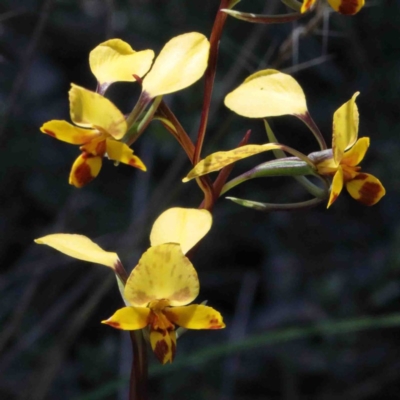 Diuris nigromontana (Black Mountain Leopard Orchid) at Dryandra St Woodland - 2 Oct 2020 by ConBoekel