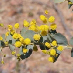 Acacia cultriformis (Knife Leaf Wattle) at Dryandra St Woodland - 2 Oct 2020 by ConBoekel