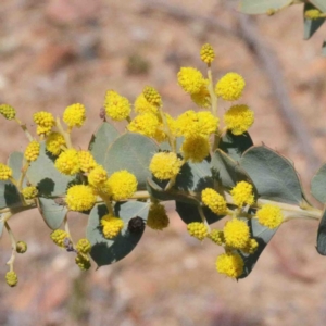 Acacia cultriformis at O'Connor, ACT - 2 Oct 2020