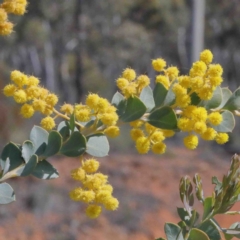 Acacia cultriformis at O'Connor, ACT - 2 Oct 2020