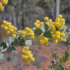 Acacia cultriformis at O'Connor, ACT - 2 Oct 2020 01:45 PM