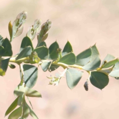 Acacia cultriformis at O'Connor, ACT - 2 Oct 2020