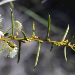 Acacia genistifolia (Early Wattle) at Dryandra St Woodland - 2 Oct 2020 by ConBoekel