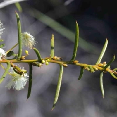 Acacia genistifolia (Early Wattle) at O'Connor, ACT - 2 Oct 2020 by ConBoekel