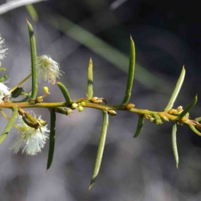 Acacia genistifolia (Early Wattle) at Dryandra St Woodland - 2 Oct 2020 by ConBoekel