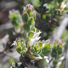 Brachyloma daphnoides (Daphne Heath) at Dryandra St Woodland - 2 Oct 2020 by ConBoekel