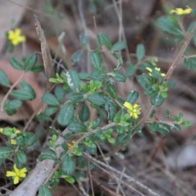 Hibbertia aspera subsp. aspera at Broulee Moruya Nature Observation Area - 2 Oct 2020 by LisaH