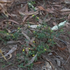 Hibbertia aspera subsp. aspera at Moruya, NSW - suppressed