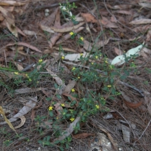 Hibbertia aspera subsp. aspera at Moruya, NSW - suppressed