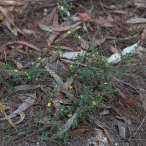 Hibbertia aspera subsp. aspera at Moruya, NSW - 3 Oct 2020