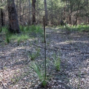 Xanthorrhoea concava at Moruya, NSW - 3 Oct 2020