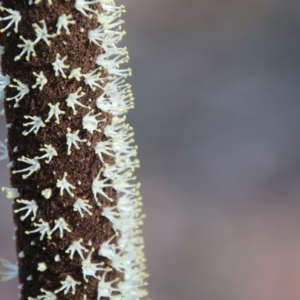 Xanthorrhoea concava at Moruya, NSW - 3 Oct 2020