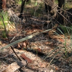 Xanthorrhoea concava at Moruya, NSW - suppressed