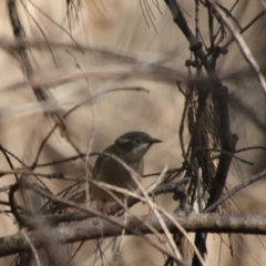 Melithreptus brevirostris (Brown-headed Honeyeater) at Broulee Moruya Nature Observation Area - 3 Oct 2020 by LisaH