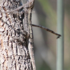 Amphibolurus muricatus at Moruya, NSW - suppressed