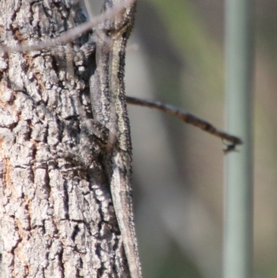 Amphibolurus muricatus (Jacky Lizard) at Broulee Moruya Nature Observation Area - 3 Oct 2020 by LisaH