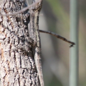 Amphibolurus muricatus at Moruya, NSW - 3 Oct 2020