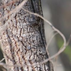 Amphibolurus muricatus at Moruya, NSW - suppressed