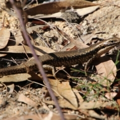 Eulamprus heatwolei (Yellow-bellied Water Skink) at Broulee Moruya Nature Observation Area - 2 Oct 2020 by LisaH