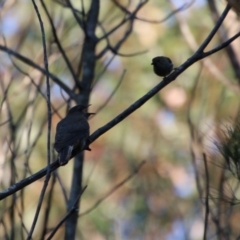 Cacomantis flabelliformis (Fan-tailed Cuckoo) at Broulee Moruya Nature Observation Area - 2 Oct 2020 by LisaH